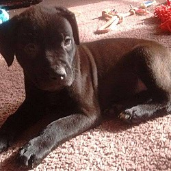 Thumbnail photo of VADER (puppy #9) #4