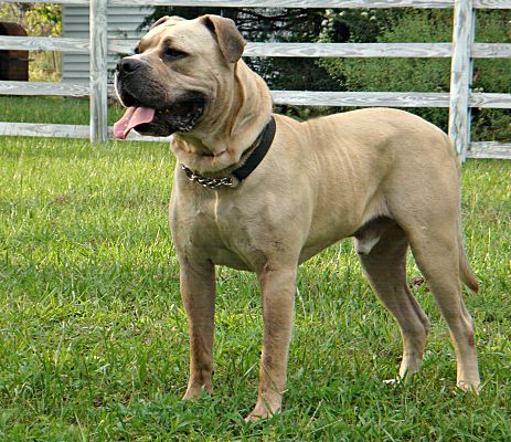 bullmastiff georgia