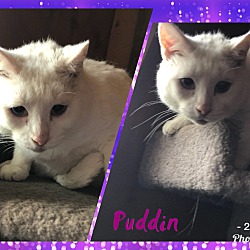 Thumbnail photo of Puddin #1