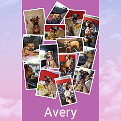 Thumbnail photo of Avery #4