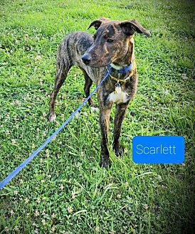 Plattsburgh, NY - German Shepherd Dog. Meet Scarlett a Pet for Adoption.