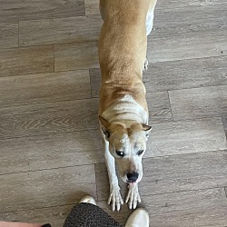 Photo of Stella