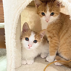 Thumbnail photo of Kitten Koda & brother Cosmos #2