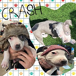 Photo of Puppy Crash