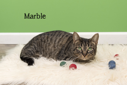Thumbnail photo of Marble #1