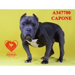 Photo of CAPONE