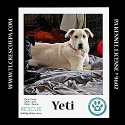 Thumbnail photo of Yeti (Cartoon Cuties) 072024 #3