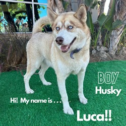 Thumbnail photo of Luca #1