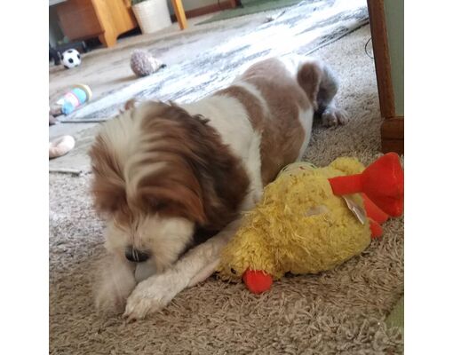 Minnetonka, MN - Cockapoo. Meet Aster D17206 a Pet for Adoption ...