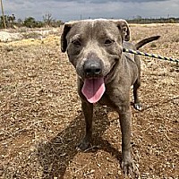 adopt-pet