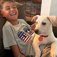 adopt a pet