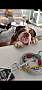 BIGGIE - English Bulldog available for adoption