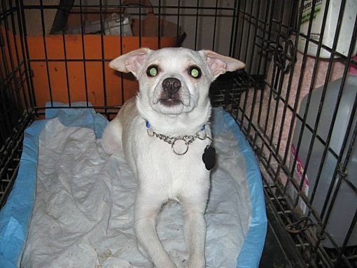 DAYTON, OH Chihuahua. Meet Khaki a Pet for Adoption.