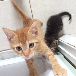 Thumbnail photo of 8 week orange tiger kitten -M #1