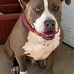 Photo of Blue - I Need a Foster!