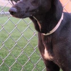 Photo of Luna