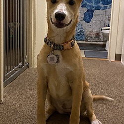 Photo of Kona