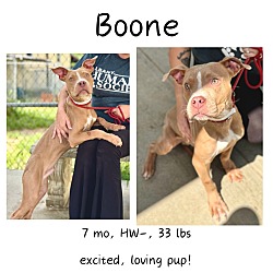 Thumbnail photo of Boone #1