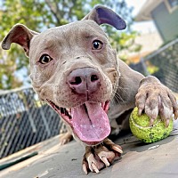 adopt a pet