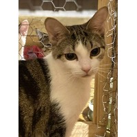 adopt-pet