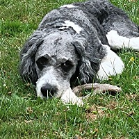 adopt-pet