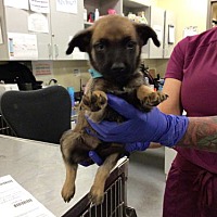 adopt a pet