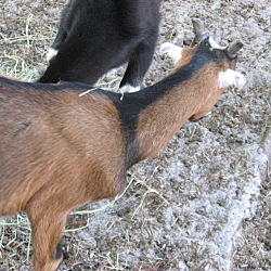 Thumbnail photo of Goats (2-M) #3