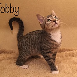 Thumbnail photo of Tobby #1