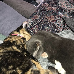 bonded pet photo