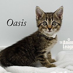 Thumbnail photo of Oasis #1