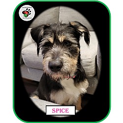 Thumbnail photo of Spice, ADOPTIED! #2