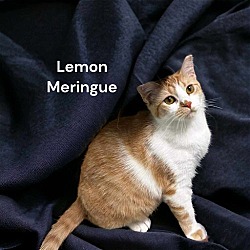 Thumbnail photo of Lemon Meringue #2