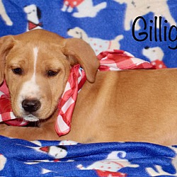 Thumbnail photo of Gilligan Adoption Pending #1