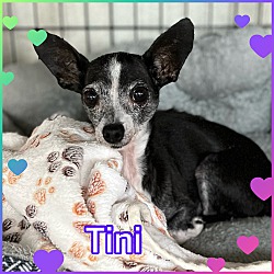 Photo of Tini