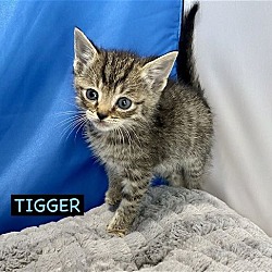Photo of CAT-TIGGER