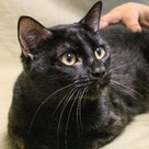 Adopt A Pet :: Bruce - Versailles, KY