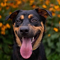 adopt a pet