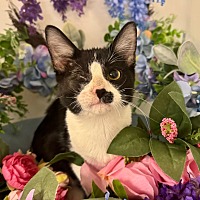 adopt a pet