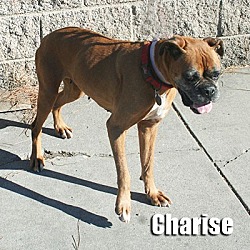 Thumbnail photo of Charise #2