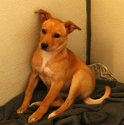 Golden retriever shop basenji mix