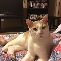 Columbus Pet Rescue in Columbus, Ohio