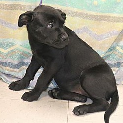 Photo of Pansy