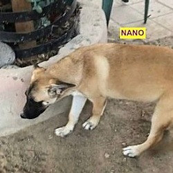 Photo of Nano