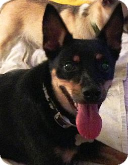 rat terrier and german shepherd mix