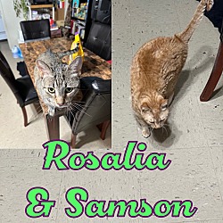 Thumbnail photo of Rosalia and Samson: Courtesy Post #1