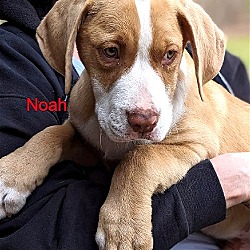 Photo of Noah/nina