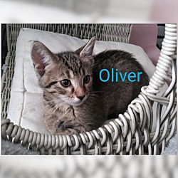 Photo of Oliver