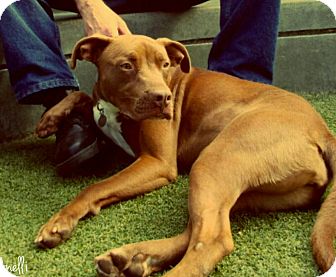vizsla border collie mix