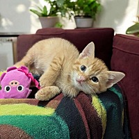 adopt a pet
