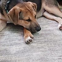 adopt a pet
